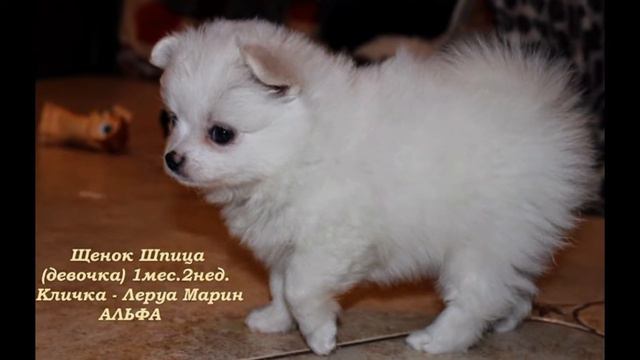 АЛЬФА (слайд-шоу) Щенок Шпица белый ПРОДАНА смотреть онлайн