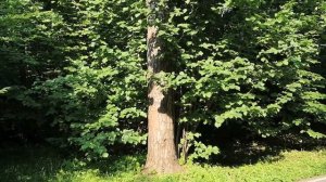 Как попасть в ботанический сад