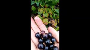 Обзор черной смородины  по сортам.  Размеры ягод меня просто удивили!!!
