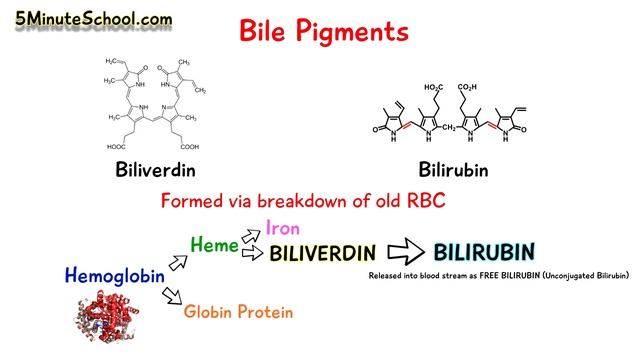 BILE PIGMENTS - BILIRUBIN VS BILIVERDIN - FORMATION AND EXCRETION.mp4 смотреть онлайн