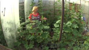 ОГУРЦЫ,  ФУЗАРИОЗНОЕ УВЯДАНИЕ, чем лечить?