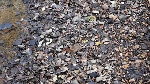Крысы в московском парке смотреть онлайн