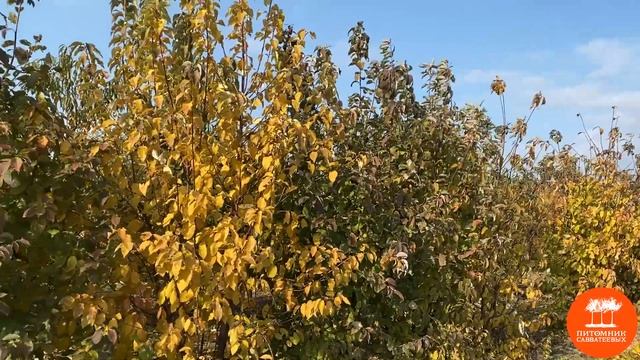 Черемуха обыкновенная MSt в "Питомнике Савватеевых" смотреть онлайн