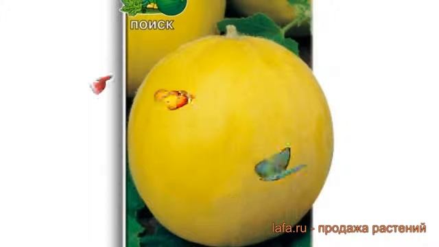 Дыня обыкновенный Колхозница 749/753 ? обзор: как сажать, семена дыни Колхозница 749/753 смотреть онлайн