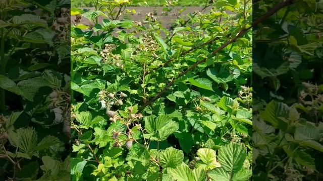 Начало малинового сезона 2022 смотреть онлайн