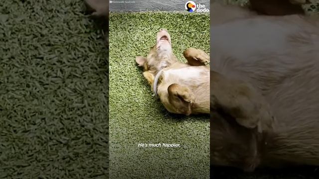 Rescue Dog Changes Colour When He Finally Feels Safe! смотреть онлайн