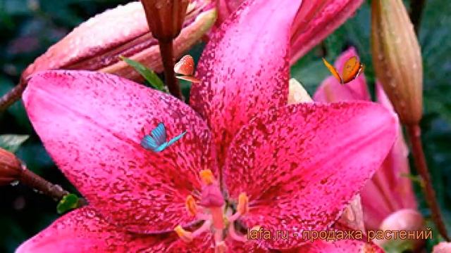 Лилия азиатская (lilium asiatic spot on) ? азиатская лилия обзор: как сажать, луковицы лилии смотреть онлайн