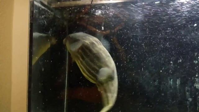 Tetraodon Lineatus.Fahaka  40cm