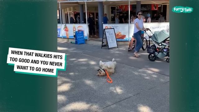 The Best Golden Retriever Compilation Video On The Internet 2023 | Funny and Heartwarming Moments смотреть онлайн