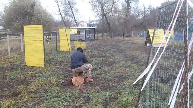 Дрессировка собаки Амереканский Бандог смотреть онлайн