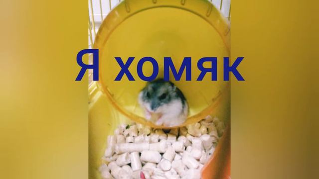 Это мой хомяк его завут Щелкунчик смотреть онлайн