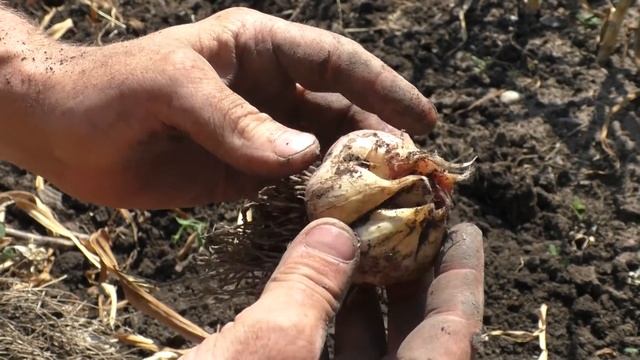 ☘ Как убирают чеснок Гордеевы: наш урожай и что будет, если опоздать с уборкой смотреть онлайн