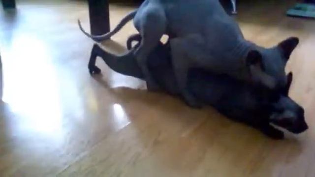 Канадский сфинкс вязка смотреть онлайн