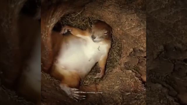 Как спят белки. How sleep squirrels смотреть онлайн