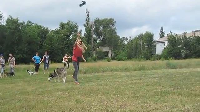 хаски Амур Питч энд Гоу смотреть онлайн