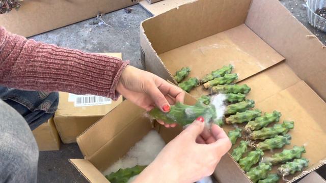 Boobies Cactus & Echeveria Order Directly From Korea- Unbox By Cactus & Succulent Lover