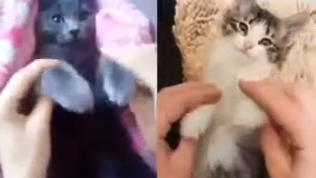 Кот танцует скубиди папа!!!!! смотреть онлайн