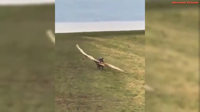ПРИКОЛЫ , МИЛАЯ ТЯН смотреть онлайн