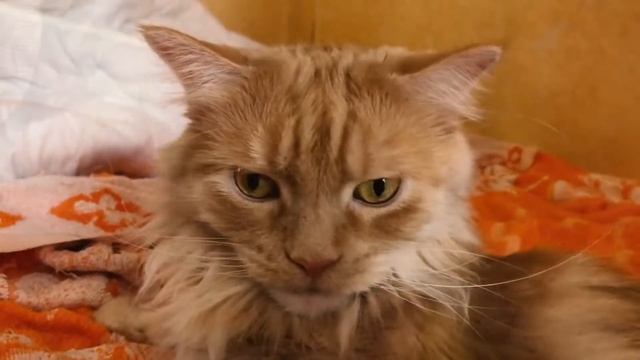 #стихи#счастье#кошки Что нужно для счастья? Автор Светлана Петровская. смотреть онлайн