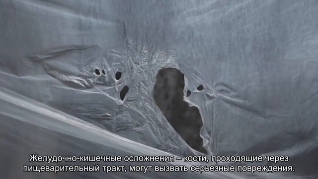 Можно ли давать собакам кости? смотреть онлайн