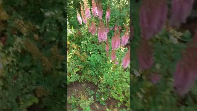 астильба китайская Суперба смотреть онлайн