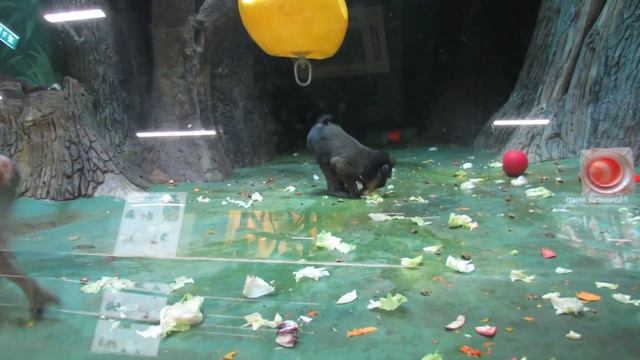 Мандрил Московский Зоопарк 2019 смотреть онлайн