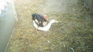 Cпаривание уток