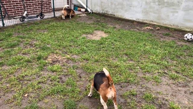 Бигли Доби и Луна играют смотреть онлайн