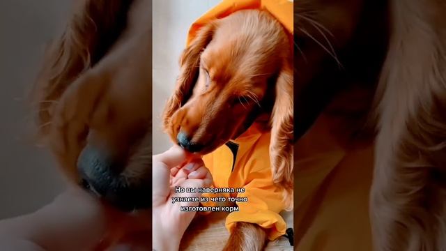натуральное питание vs. коммерческий корм#собаки#питание смотреть онлайн