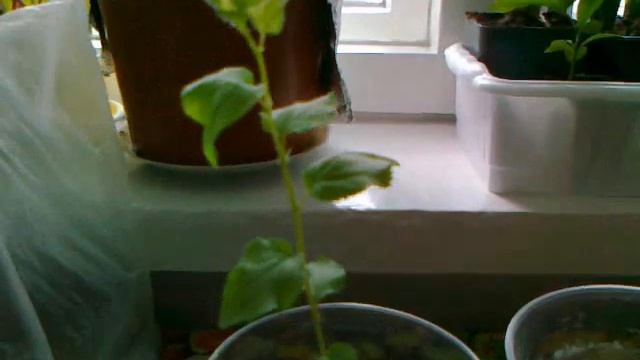 Выращивание абрикоса из косточки. смотреть онлайн