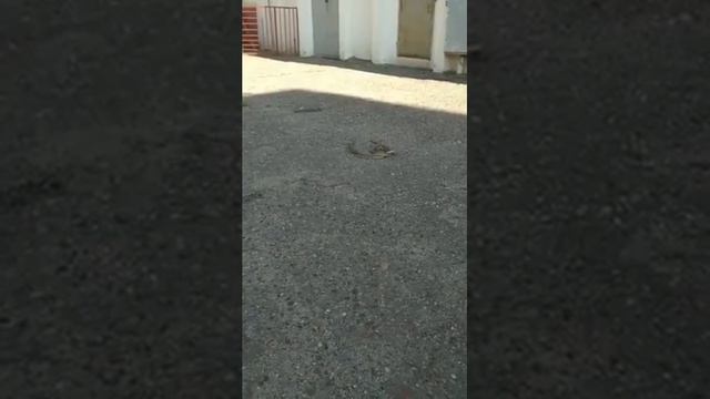 Жители Волгограда заметили змей возле гостиницы на Спартановке смотреть онлайн