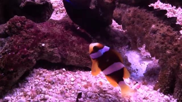 Океанариум, Паттайя, Тайланд смотреть онлайн