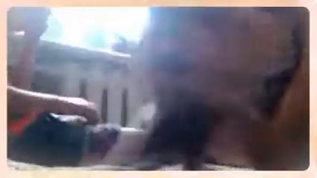 Мои маленькие котята)))!!!  (Created With @Magisto)