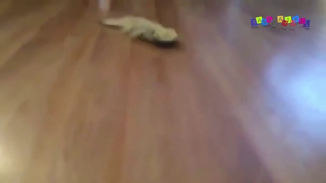 Разные приколы с разными животными #2. смотреть онлайн