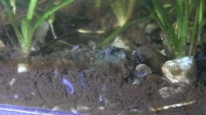 Гельминдазол против планарий в аквариуме.