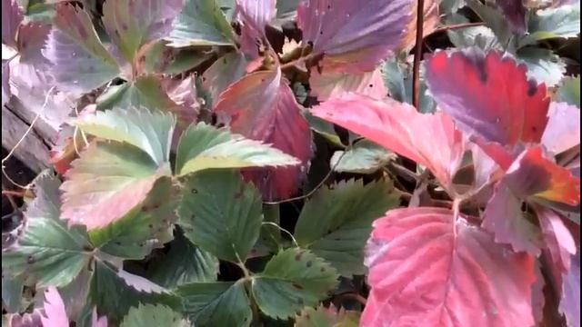 Бурая пятнистость, или ожог листьев садовой клубники. Как предупредить заболевание??