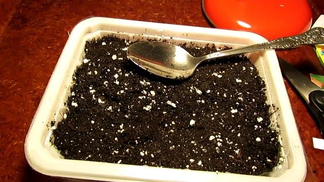 Шалфей. Посев семян. Результат всходов. смотреть онлайн