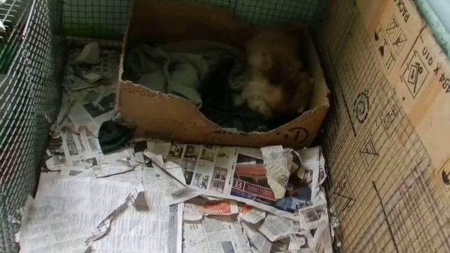 Бесиво маленьких померанских шпицев щенков. Щенки шпица играют смотреть онлайн