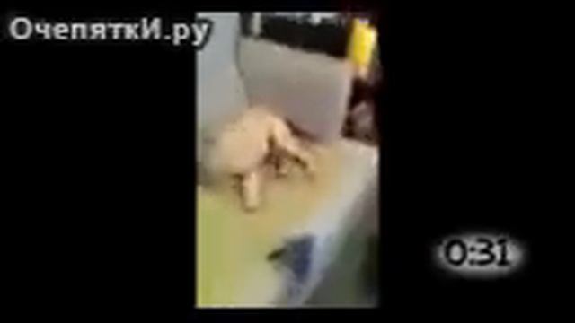 Реакция собак на лимон смотреть онлайн