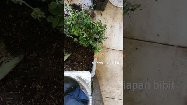 My first planting Lantana camara ?#lantanacamara #tembelekan #tanamanhias смотреть онлайн