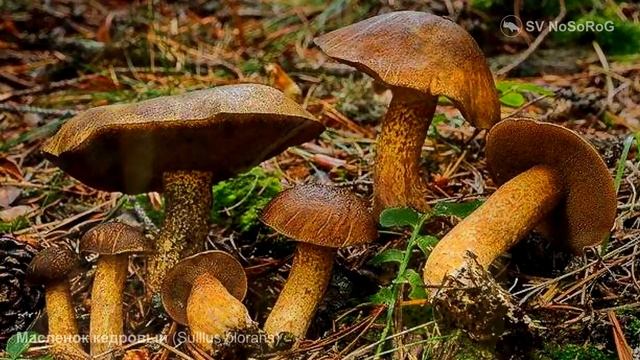 Масленок кедровый Suillus plorans смотреть онлайн