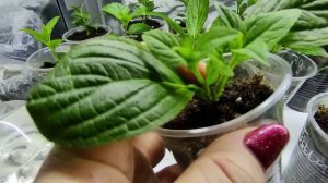 Подкормки укорененных черенков метельчатой гортензии ??