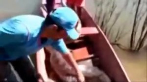 Гигантская Анаконда Найден В Реке Амазонке Самый Большой Гигантский Удав Атака