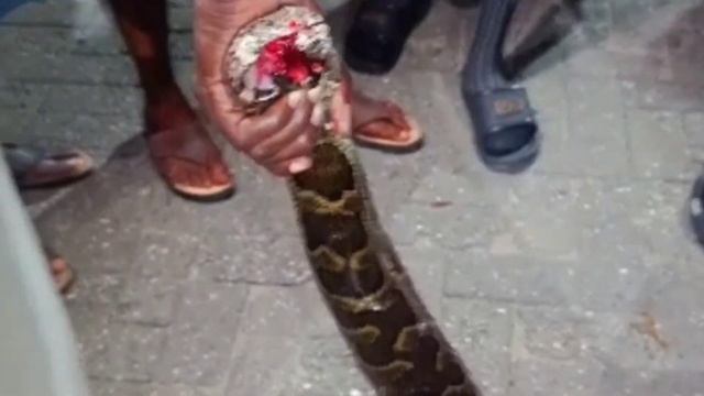 Strange python found in Dolphin Estate, Lagos. смотреть онлайн