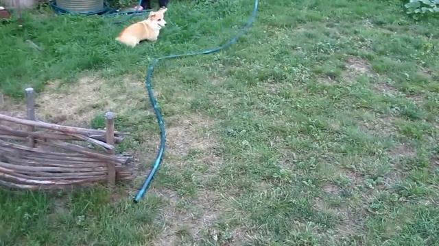 веселый коржик.. :)) смотреть онлайн