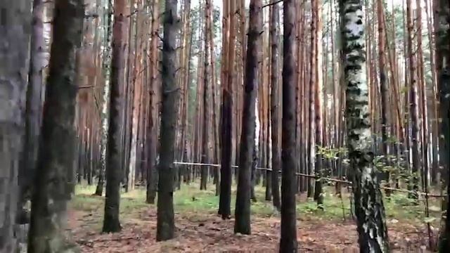 В Тюменской области полицейские спасли заблудившегося в лесу мужчину смотреть онлайн