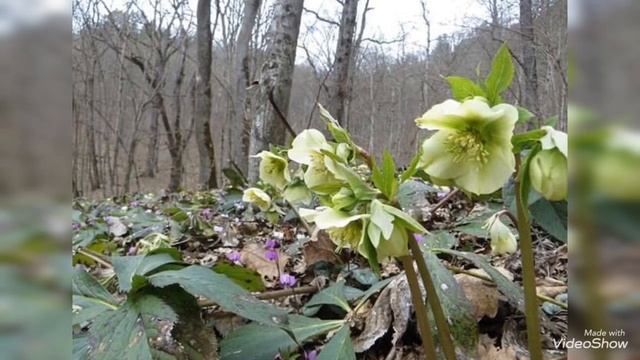 «Берегите первоцветы!» #Кавказский первоцвет2019#МамадалиеваЗорина смотреть онлайн