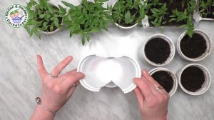 Пикировка рассады по-новому в двойные стаканчики. 15 апреля 2020.
