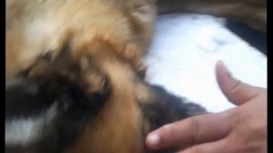 Усыпление собак в Москве и области