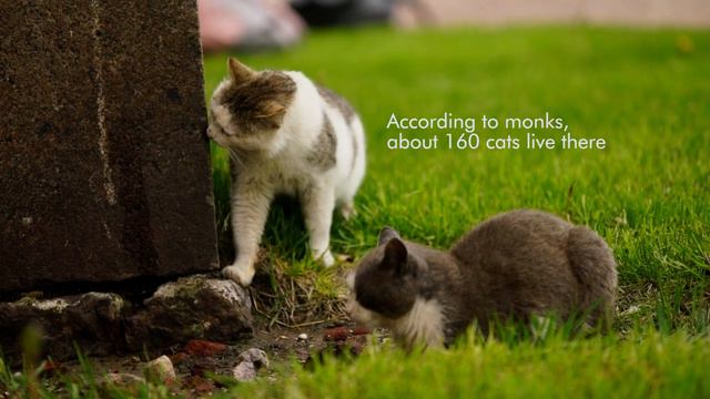 Travel to a cat island by retro train смотреть онлайн